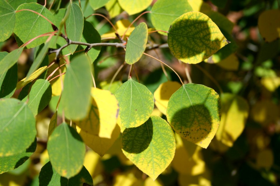 Aspen Color Change