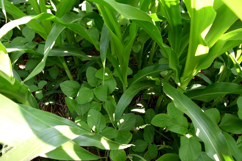 conservationtillage174