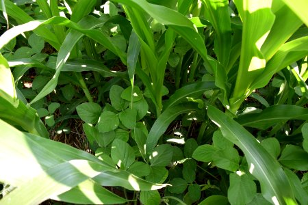 conservationtillage174 photo