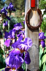 Iris Color Explosion