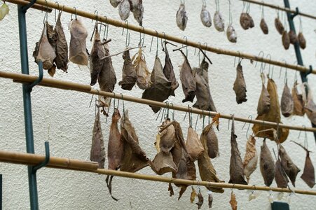 Series lined up cocoon