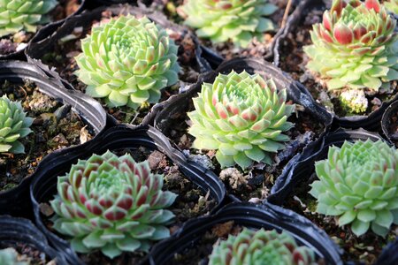 Greenhouse plant wok