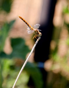 Pollinators NR 01.jpg photo