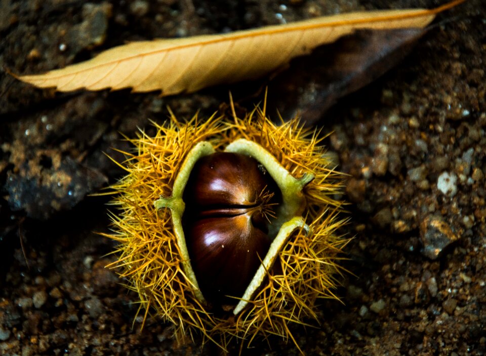 October brown nature