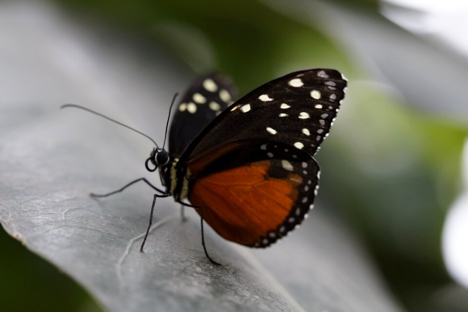 Tropical exotic leaf