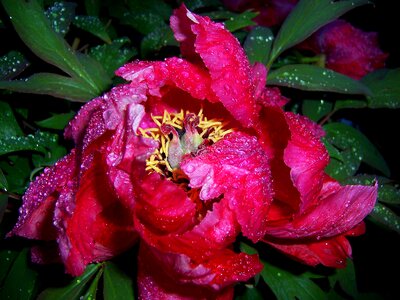 Raindrop blossom bloom