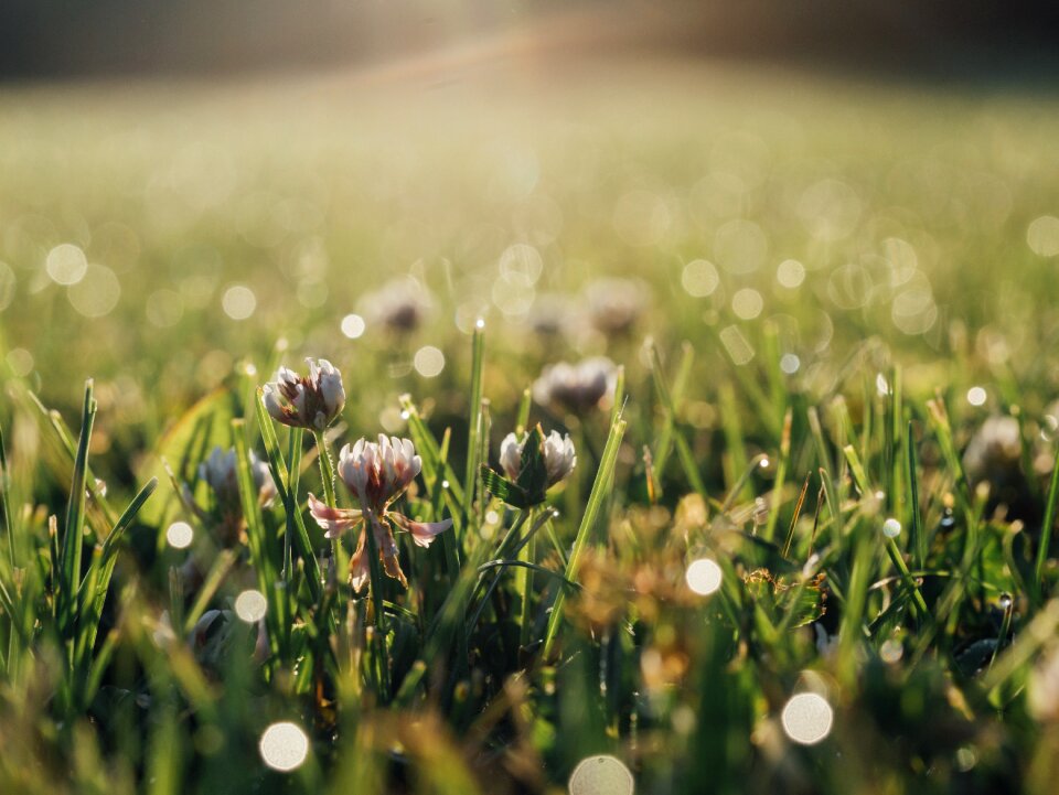 Grass vegetation growth photo