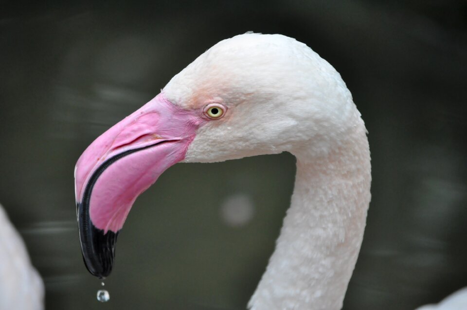 Waterfowl animal cranes