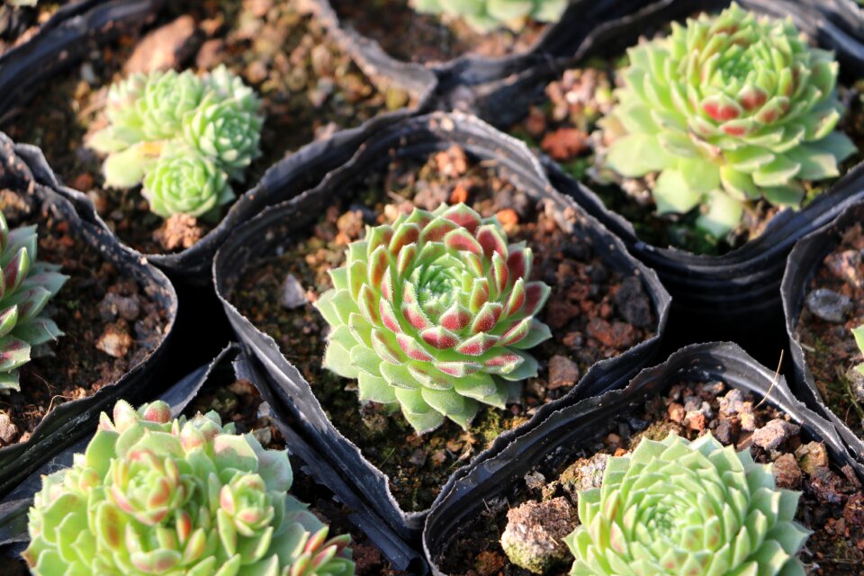 Greenhouse plant wok
