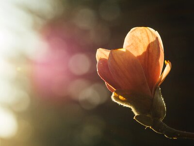Spring season nature