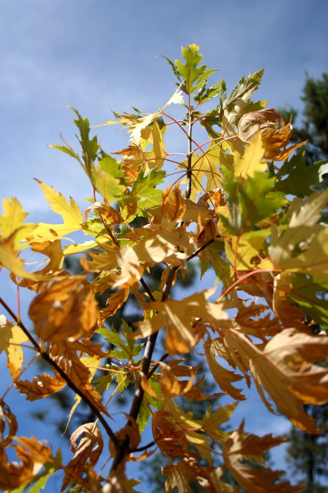 Fall Colors in Silver Maple