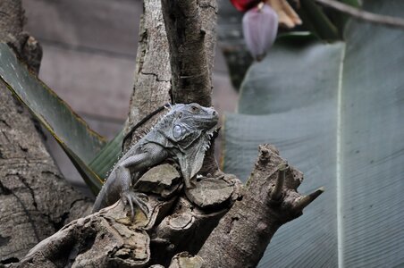 Pet lizard protective coloration