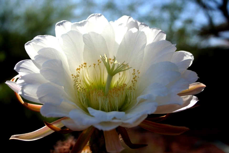 Ceres Cacti Triplicate