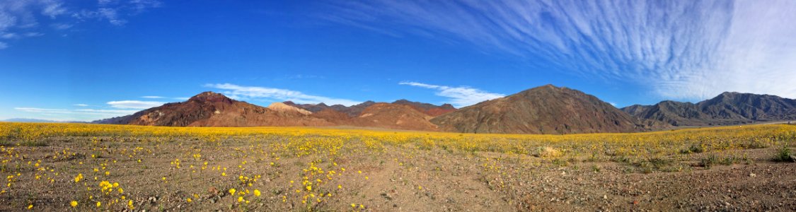 Wildflowers at Death Valley NP in CA photo