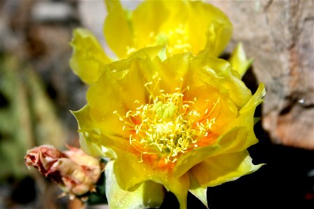 Prickly Pear Flower