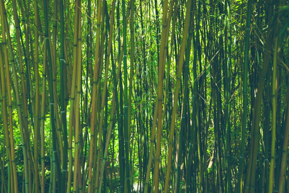 Green plant asia