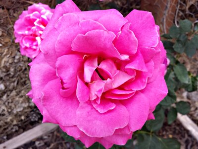Pink floral spring
