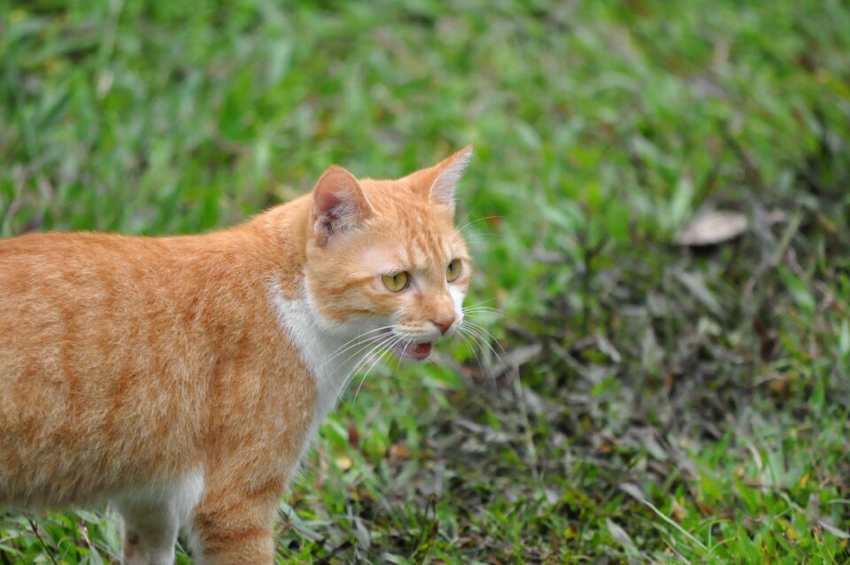 Lateral face gel reviews cuteness