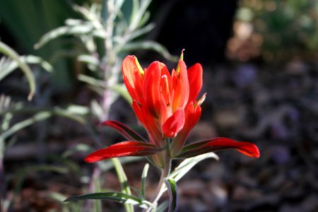 Indian Paint Brush photo