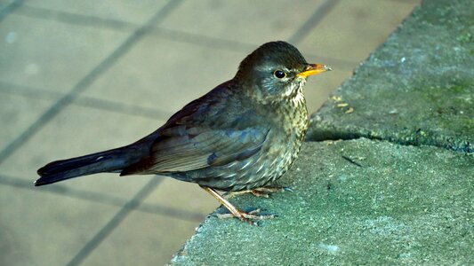 Spring bird thrush photo