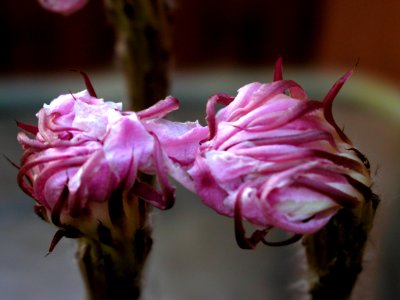 Kissing Buds