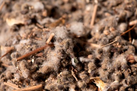20181108-APHIS-LSC-0412