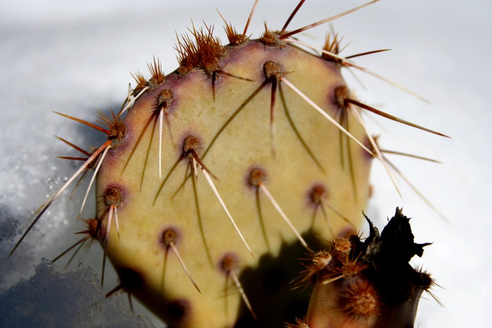Cactus int he Snow