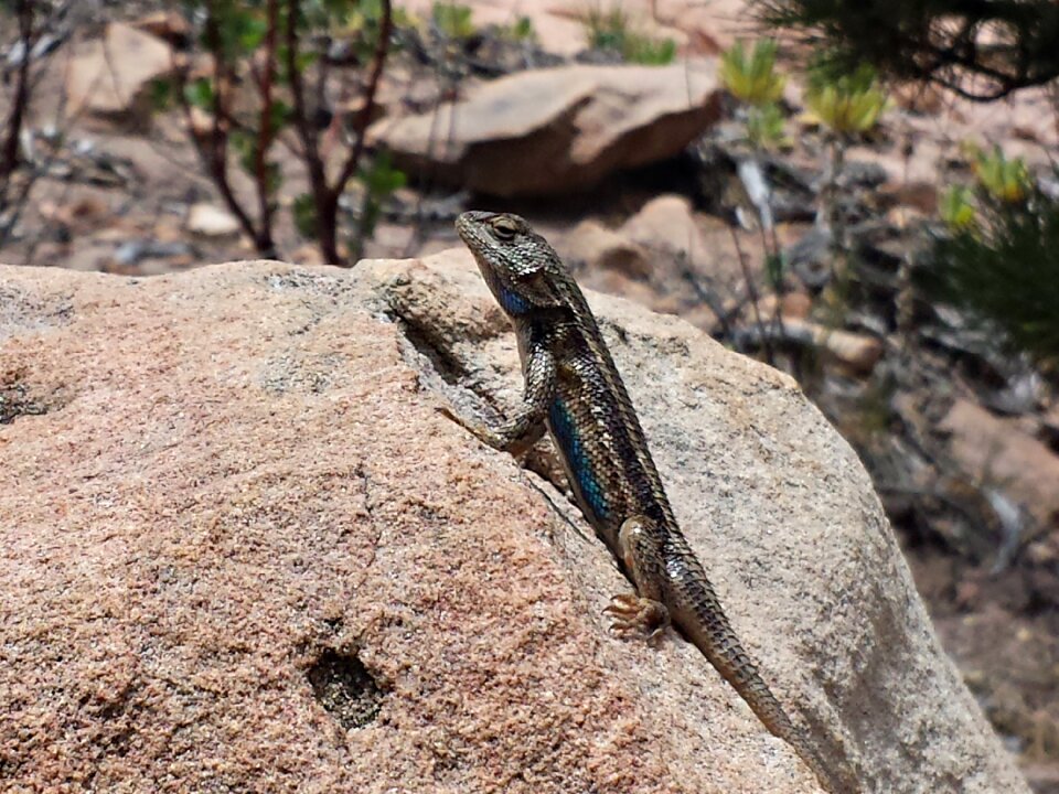 Wildlife rock outdoors
