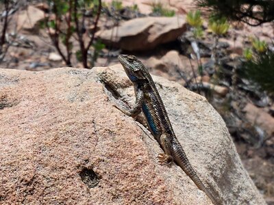 Wildlife rock outdoors