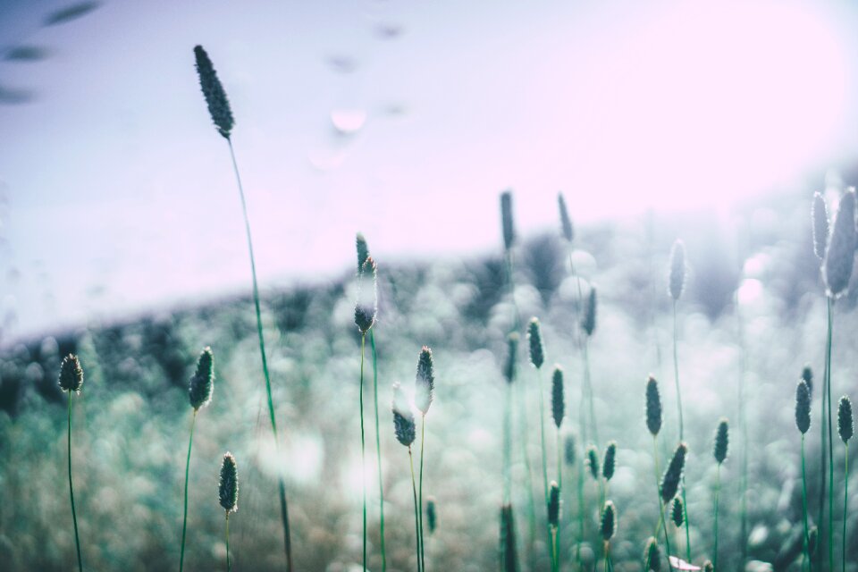 Pollen allergy plants