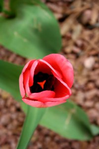 Tulip