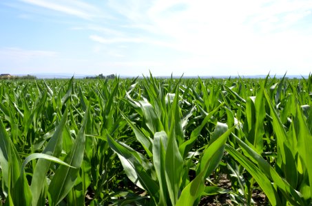 crops130