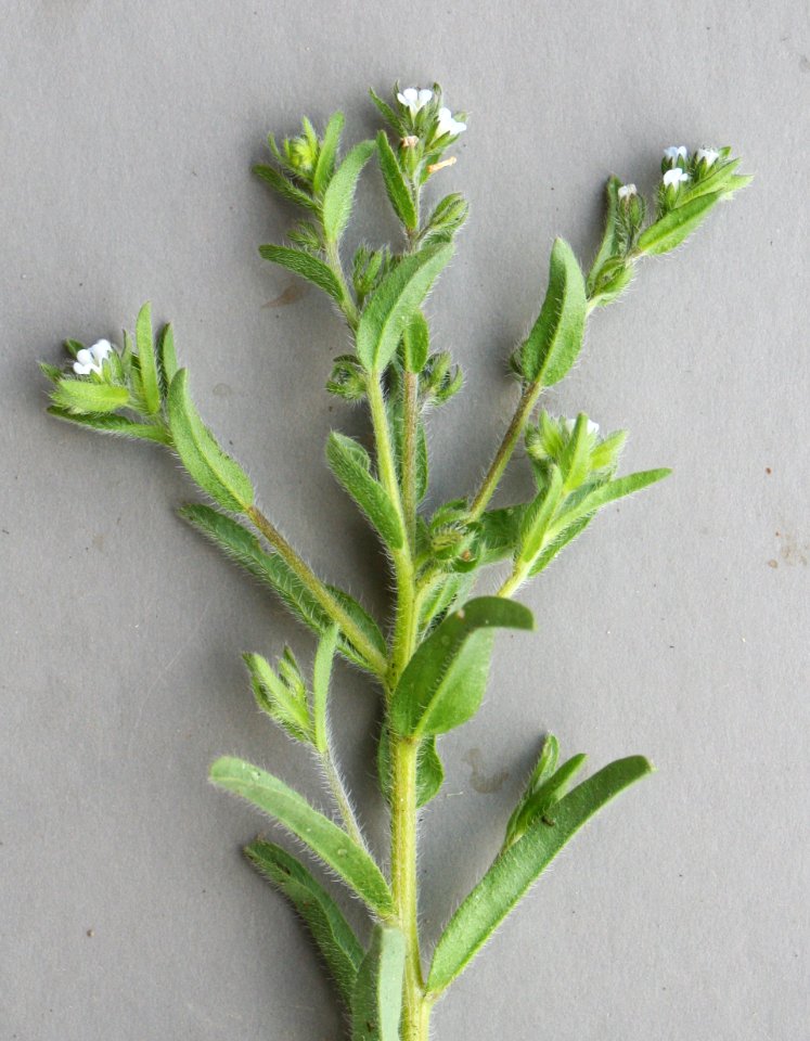 Plants OB 80
