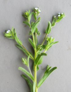 Plants OB 80