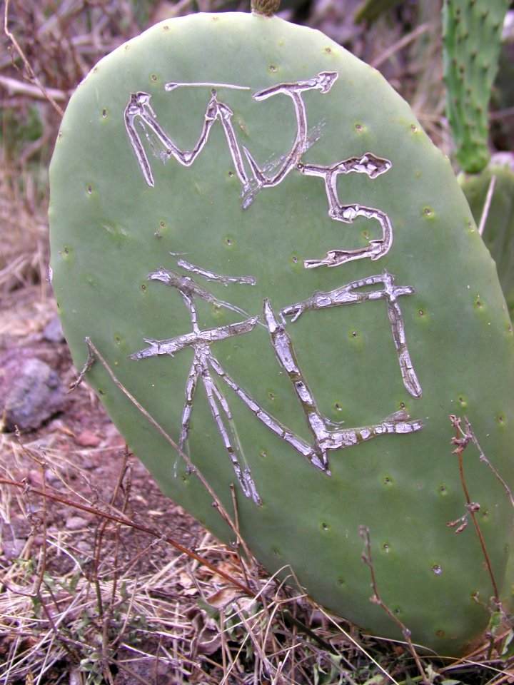Cactifitti