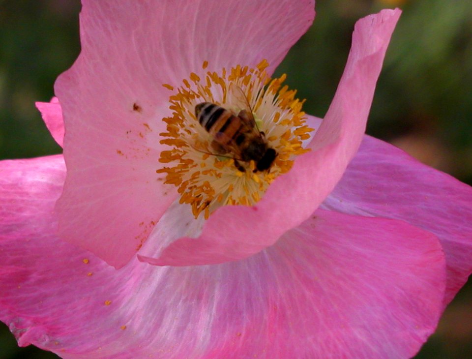 Flowers from Strawberry photo