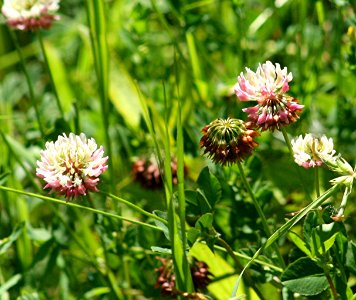 Plants OB 645