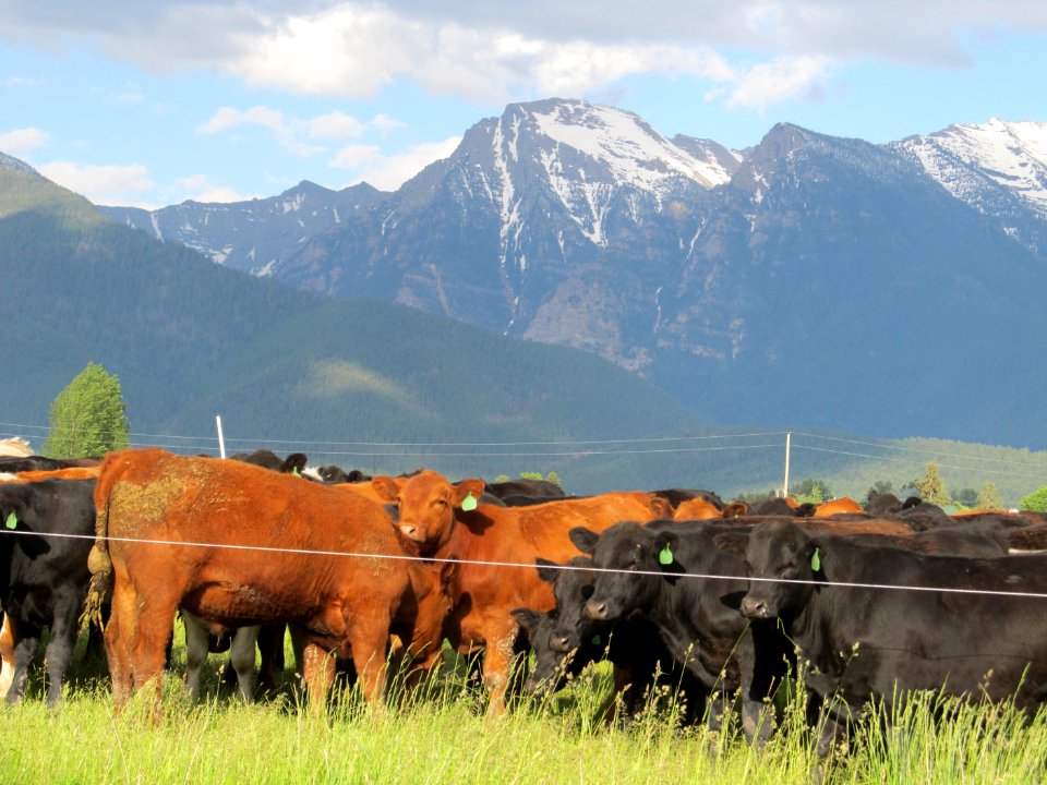 Pasture14.JPG