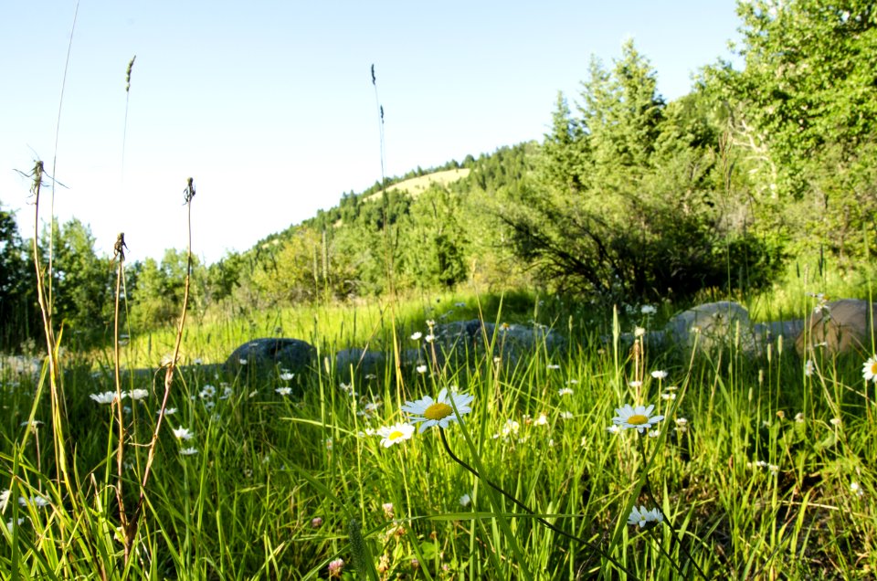 Noxious Weed Photos