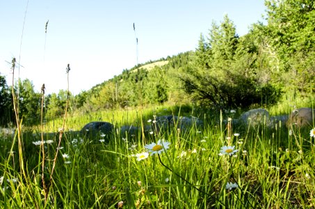 Noxious Weed Photos