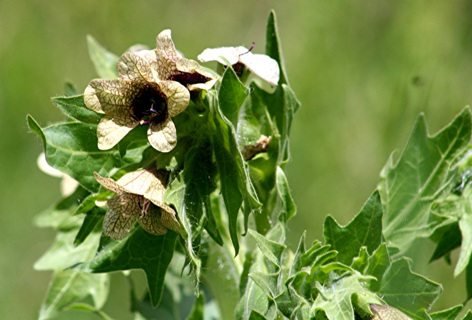 Plants OB 944