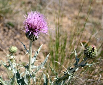 Plants OB 332