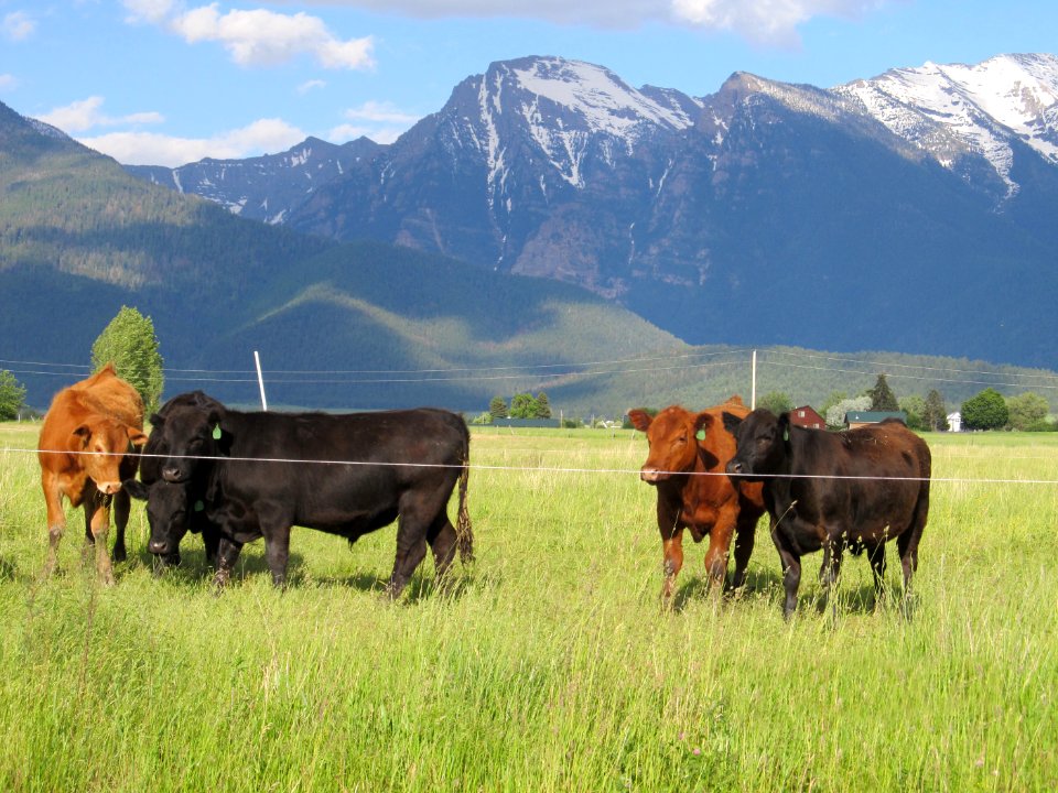 Pasture13.JPG