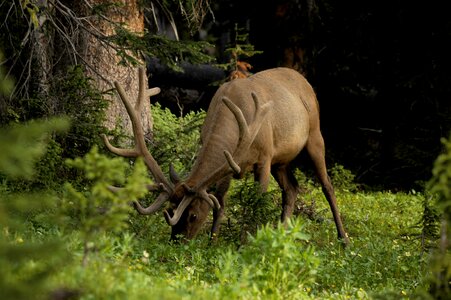 Rena herbivore herbivore in north america