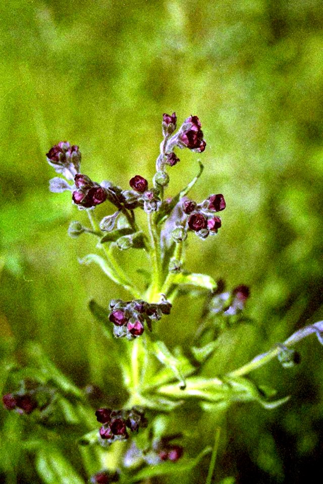Plants OB 77