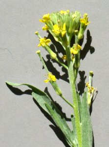 Plants OB 410