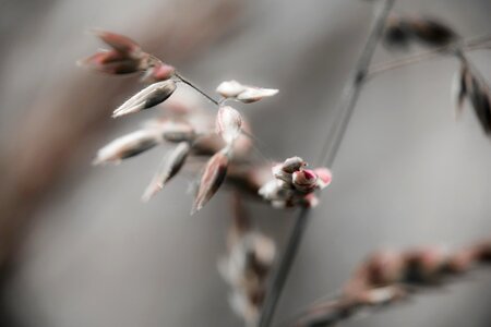 Wild meadow husk