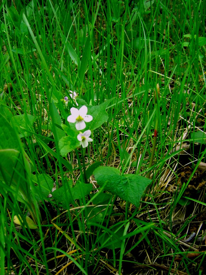 Plants OB 979