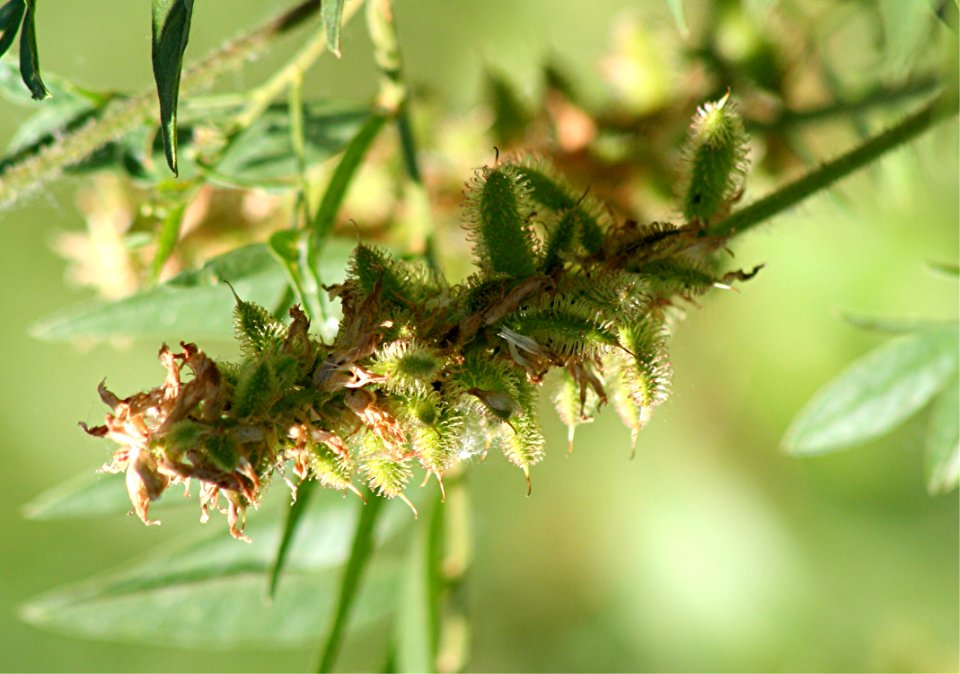 Plants OB 551