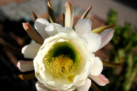 One Day Cactus Flower